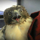 Illustration for article titled Mechanic saves adorable hawk jammed into Lexus grille